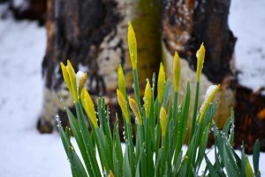 Yellow spring flower buds emerging through melting snow in West Tennessee after a winter ice storm