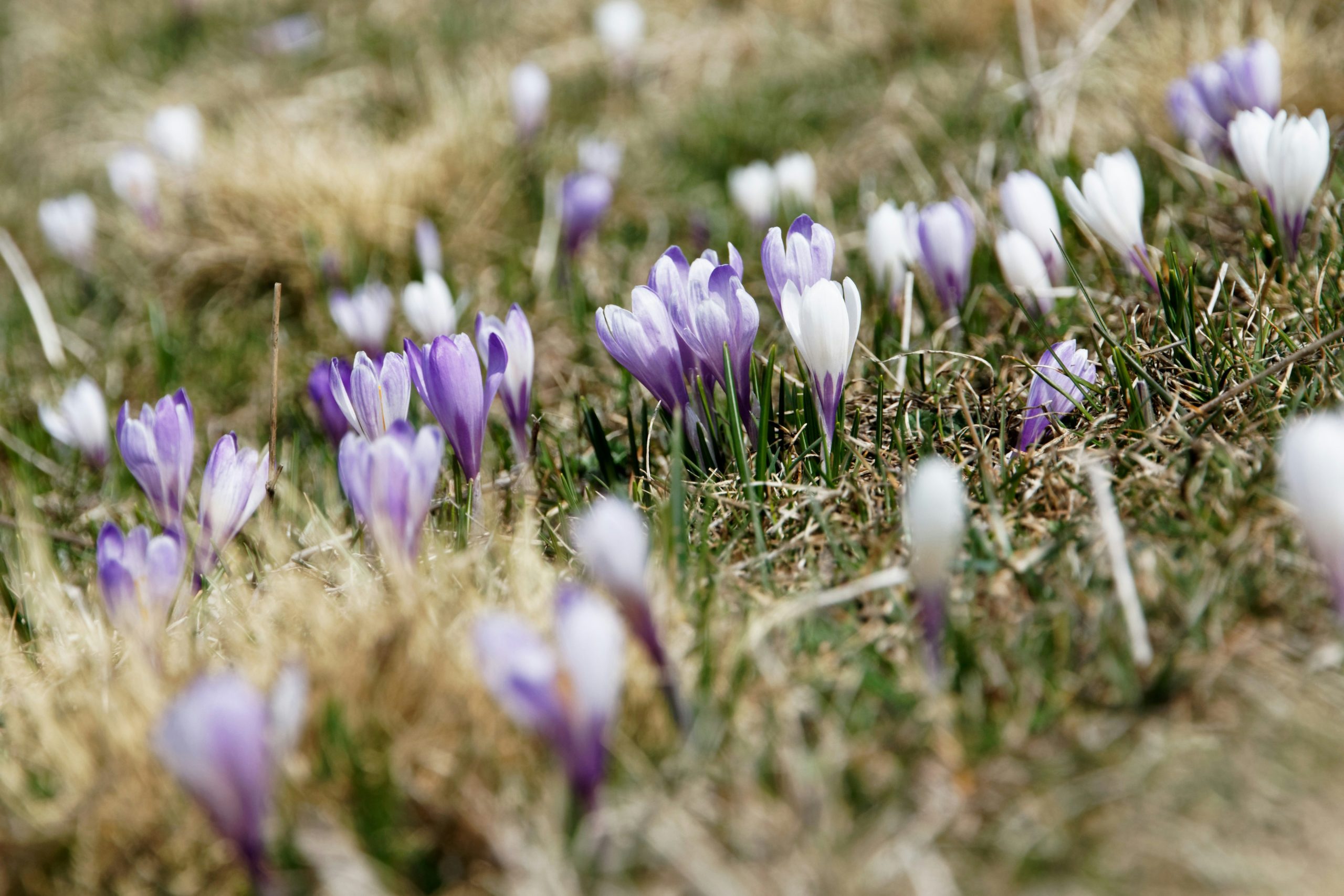 Early crocus flowers blooming in West Tennessee signaling the start of the spring real estate market in Beech Bluff and surrounding communities