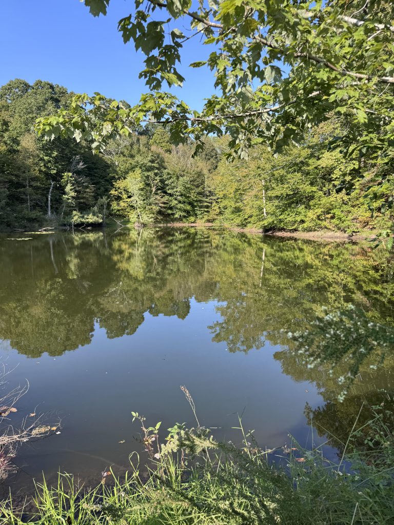 Private lake surrounded by trees on rural property in Beech Bluff Tennessee near Jackson TN.